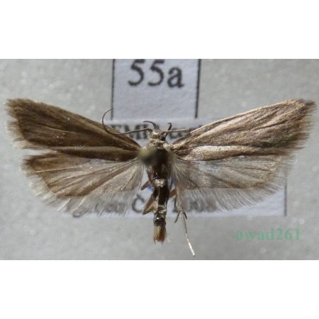 Acompsia cinerella (Clerck, 1759) Czech55a